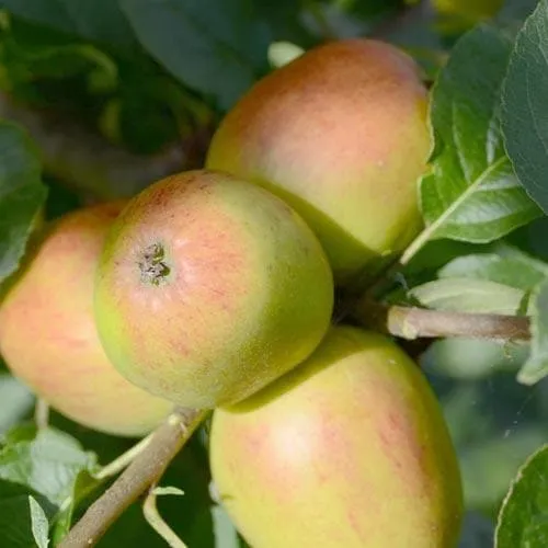 Apple Lady Finger of Offaly