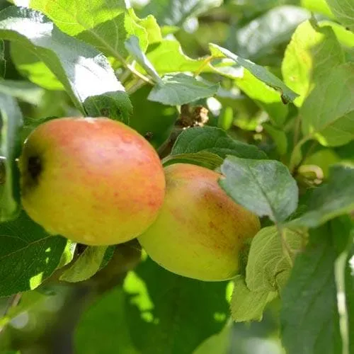 Apple Lady Finger of Offaly